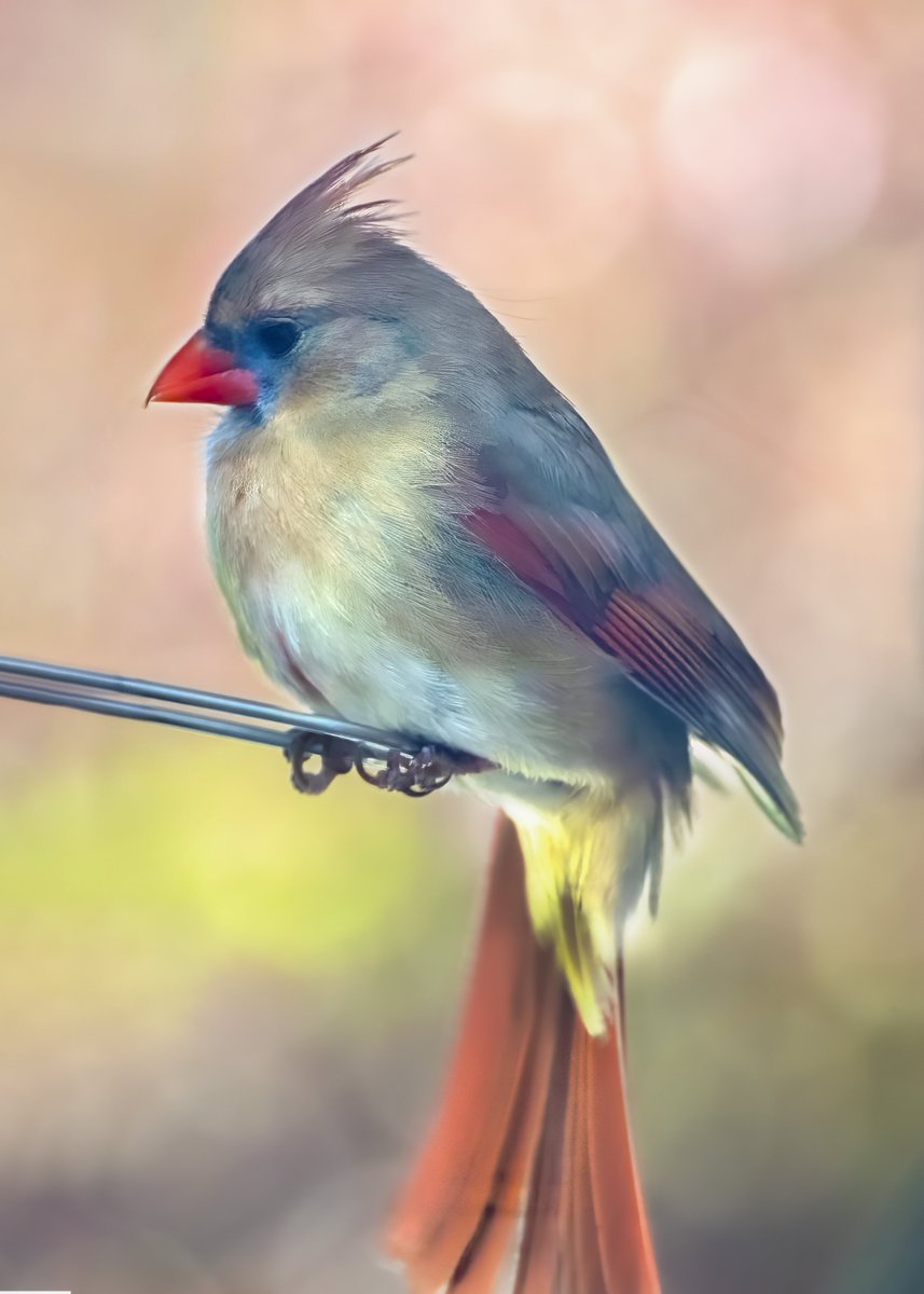 MarcotheLuck's tweet photo. Beautiful Female Northern Cardinal. I love all the different range of colours on this one. ..This was taken early in the morning before the sun was too bright.  #birdwatching #birdphotography #naturephotography https://t.co/fxOBVrC2rE