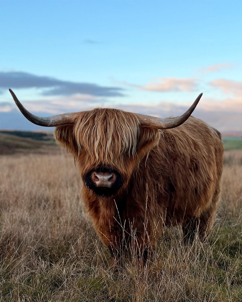 South West Coastal 300 (@swcoastal300) on Twitter photo Cuteness overload on the SWC300!😍 Stop off at <a href="/KitchenCoosEwes/">Kitchen Coos And Ewes</a> on your visit and get to know some of our lovely locals.
📌near Castle Kennedy, Dumfries & Galloway
📷kitchencoosandewes
#LoveDandG #ScotlandStartsHere #SWC300 Cuteness overload on the SWC300!😍 Stop off at <a href="/KitchenCoosEwes/">Kitchen Coos And Ewes</a> on your visit and get to know some of our lovely locals.
📌near Castle Kennedy, Dumfries & Galloway
📷kitchencoosandewes
#LoveDandG #ScotlandStartsHere #SWC300