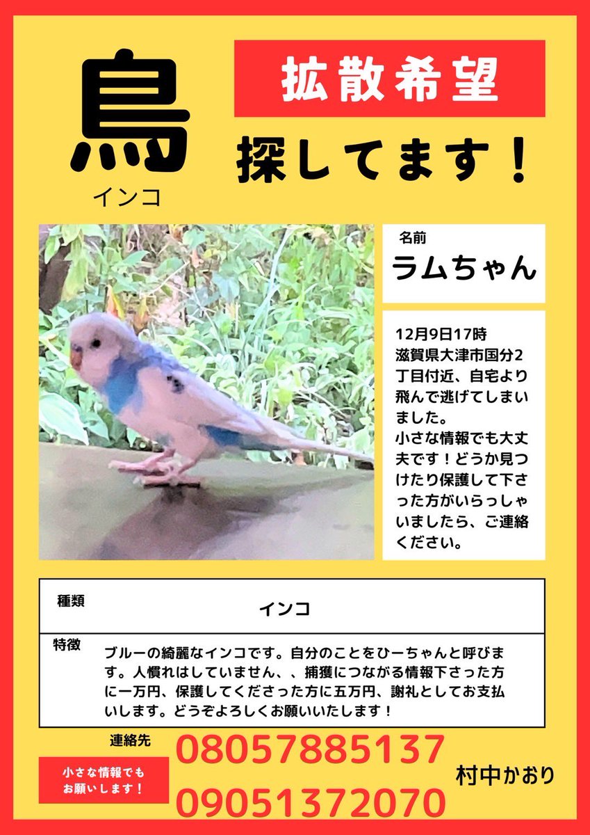 【拡散希望】
12月9日17時頃、友人の飼っているブルーのインコが逃げてしまいました。

もし見かけた方がおられたら、こちらの連絡先までご連絡頂けますと助かります🙇‍♀️

ご協力の程何卒よろしくお願い致します。

#拡散希望
#迷子
#インコ
#迷いインコ
#迷子インコ
#滋賀県大津市