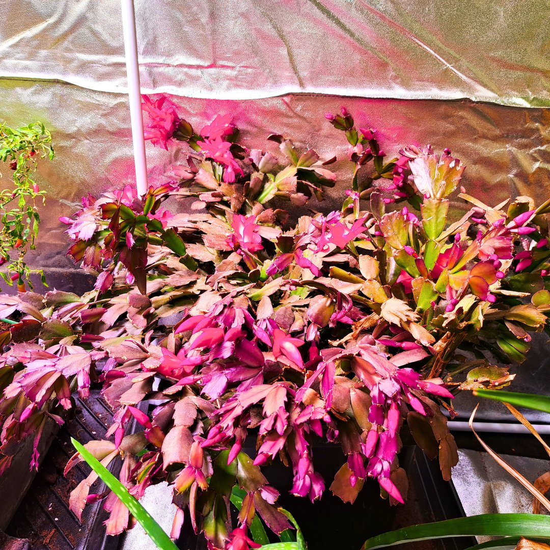HydroponicSenua's tweet photo. Expecting a Christmas Tree?🎄

Well we've got a Christmas Cactus! 🌵

🎅We're handing out free cuttings from our Senua Hydroponics Christmas Cactus to anyone in store who wants some. Maybe, you can grow a cactus with us this Winter? 🌱

#senuahydroponics #christmascactus https://t.co/R15CV3YrQC