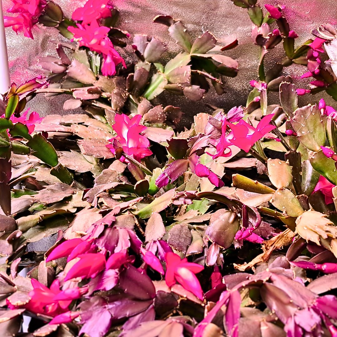 HydroponicSenua's tweet photo. Expecting a Christmas Tree?🎄

Well we've got a Christmas Cactus! 🌵

🎅We're handing out free cuttings from our Senua Hydroponics Christmas Cactus to anyone in store who wants some. Maybe, you can grow a cactus with us this Winter? 🌱

#senuahydroponics #christmascactus https://t.co/R15CV3YrQC