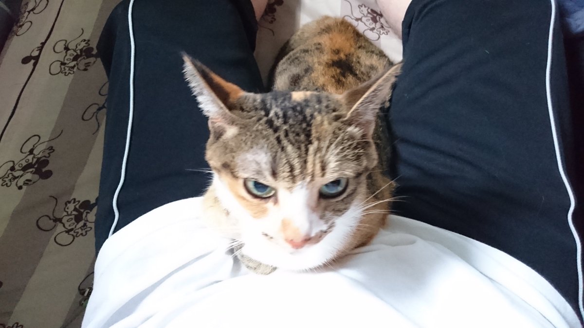 さっきうちの猫が死んだ。 ちょっと悲しい。 15歳くらい？