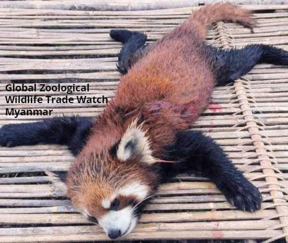 GlobalZoologic's tweet photo. Red panda poached in Myanmar....this is ridiculous. https://t.co/6UZKWKEpFP