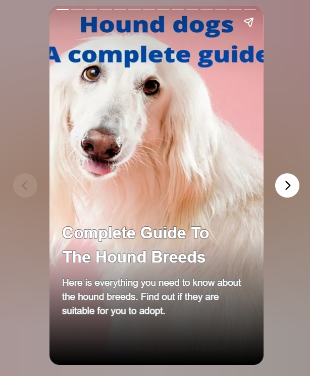 Complete Guide To The Hound Breeds
Planning to adopt a hound breed? Find out all the information to know if they are suitable for you.

webstories.today/watch/hound-br…