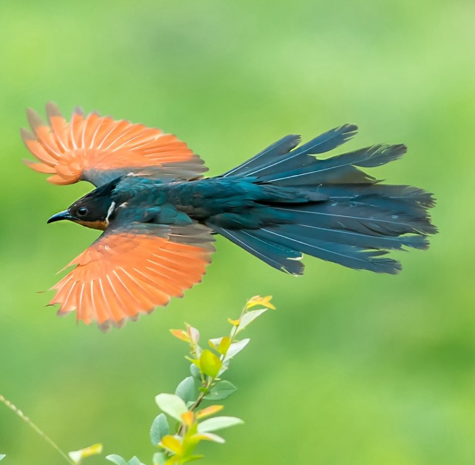 BirdsChina's tweet photo. Guess the name of the bird😎
#birds #nature #photos #LovelyBirdsInChina https://t.co/bPsnelh0f7