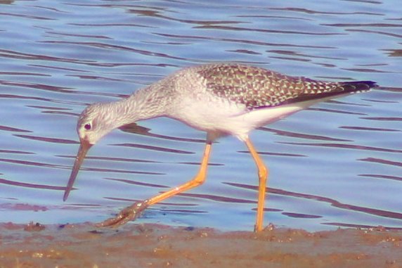 sputterfuss6's tweet photo. #bird #birdtwitter #flight #photography #sandpiper #prancing https://t.co/smVnGsxrfu