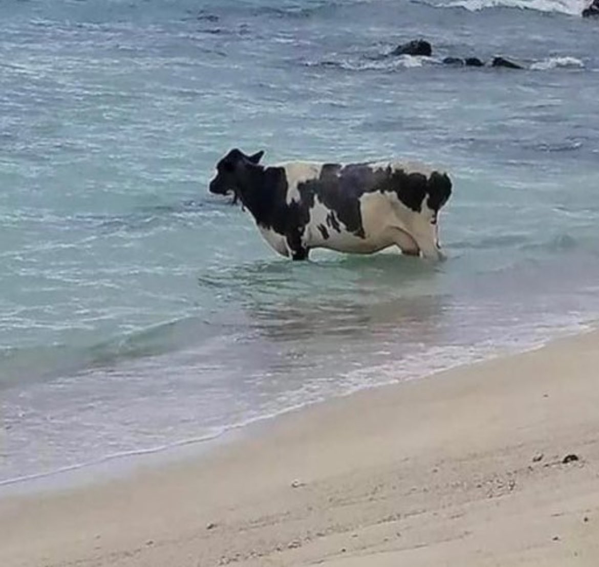 What do you think this cow’s thinking?