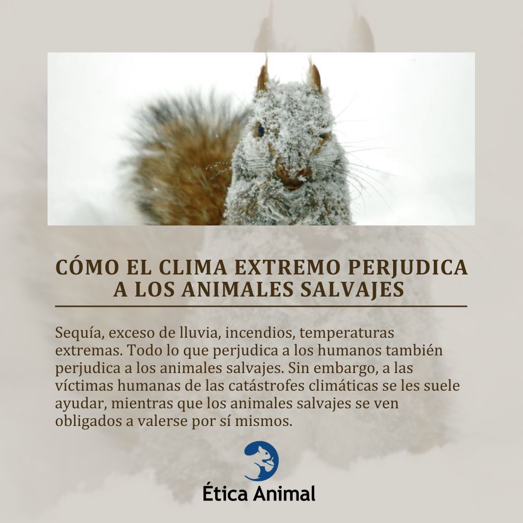Etica_Animal's tweet photo. Muchos animales mueren tras sufrir enormemente debido a temperaturas extremas, la lluvia, la nieve o las inundaciones. 

Más información aquí: 
https://t.co/PKabPxjCgZ 

#climayanimales #eticaanimal #antiespecismo #animalessalvajes #defensaanimal #ayudaralosanimalessalvajes https://t.co/WpPQkV4jl0