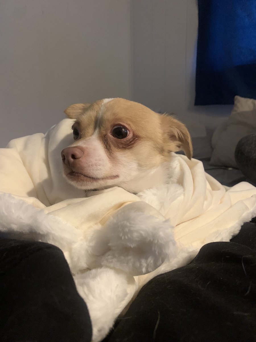 5sauceMGC_'s tweet photo. you were the best dog and not a day goes by where i don’t think of you :( i miss you so much. https://t.co/hwbE55iGi7
