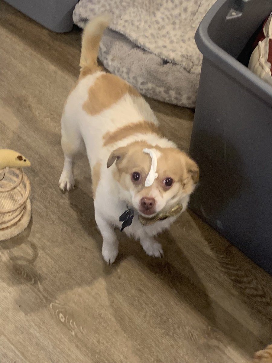 5sauceMGC_'s tweet photo. you were the best dog and not a day goes by where i don’t think of you :( i miss you so much. https://t.co/hwbE55iGi7