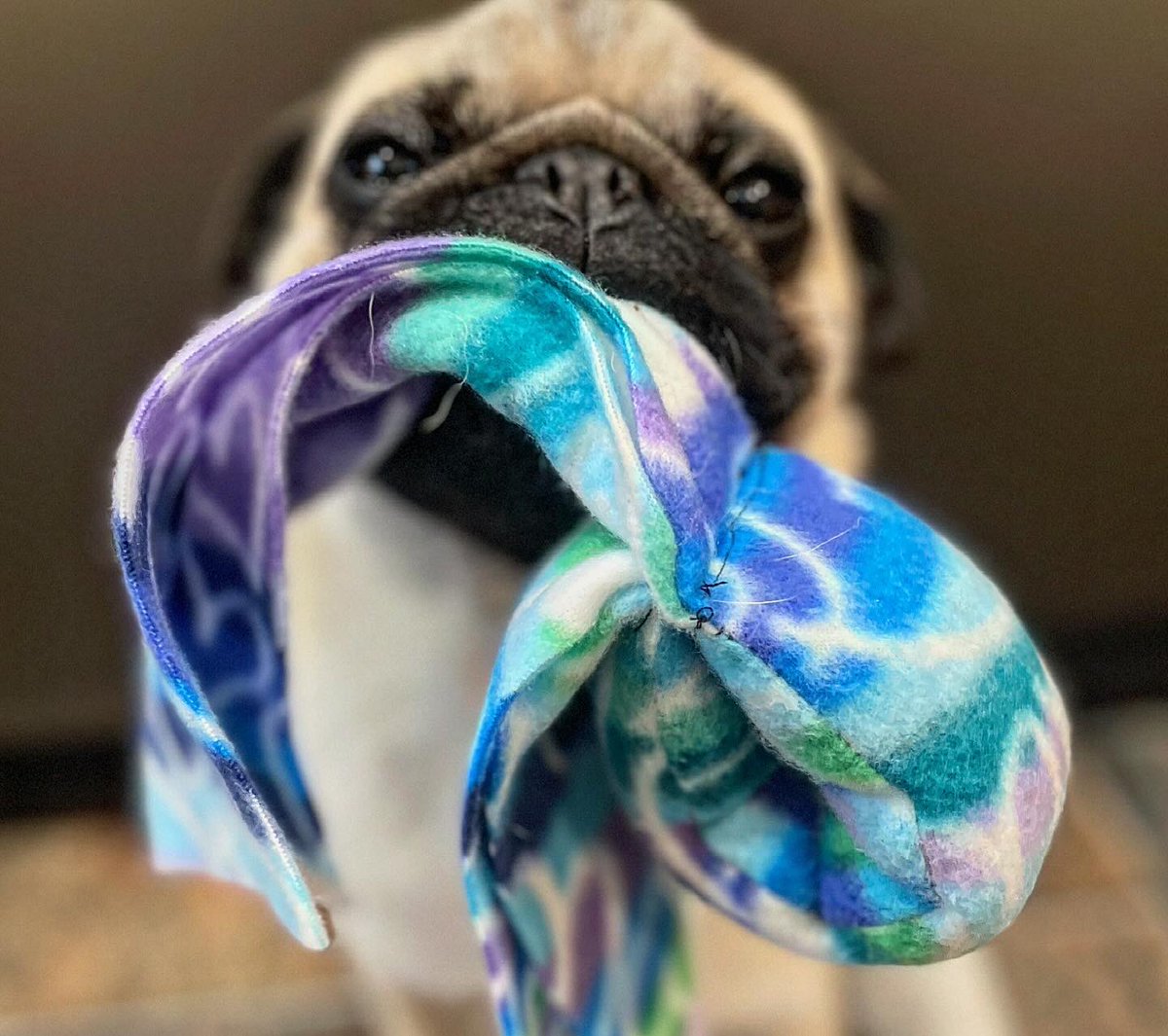 IgorPugDog's tweet photo. Check out our mew octopus toss treat toys ! Made custom for us flat faced #agilitydogs by #NeedSomeSun ๐๐
#agilitypugs #dogtraining #workingdogs #dogtoys https://t.co/InuVcb9u6C