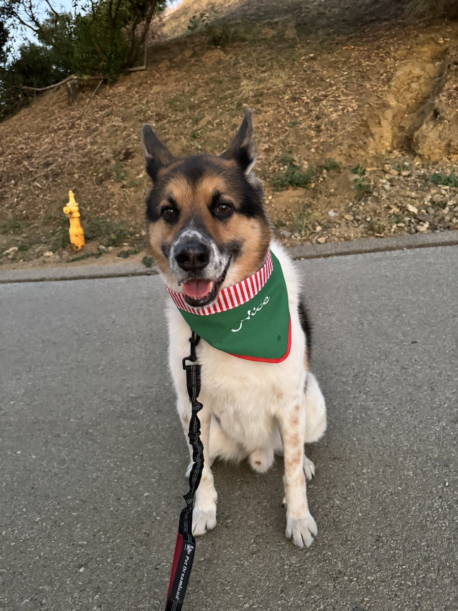 DrMarthaGulati's tweet photo. Good morning Los Angeles on this early Saturday morning! The moon is still awake and we have a run to complete up Runyon Canyon! #naughtandnice #cocoloco #BinkleyLove #cardiologistswhorun @MGsHusband @DBelardoMD @netta_doc @KTamirisaMD @HeartOTXHeartMD @bjcohenmd @JGrapsa https://t.co/yHdNFrP6jf