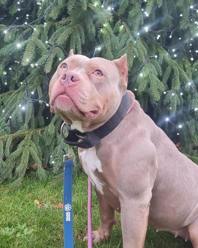 Urgent please retweet to help Helen find a home #CARIDFF #WALES #UK  We only have a few weeks to help Helen find a home or even though she is a smaller dog she may face euthanasia due to the XL Bully ban ⭐️She has had no applications 
Can we retweet to help the right person for