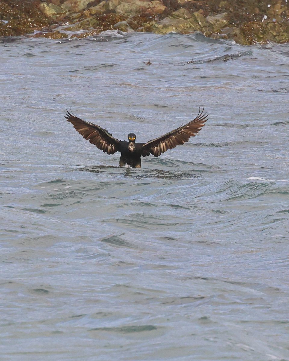 James Brenton ๐ (@jbrent01) on Twitter photo Surfing Shag, Alderney, Channel Islands yesterday <a href="/AlderneyWT/">AlderneyWT</a> <a href="/Britnatureguide/">The British Nature Guide</a> <a href="/Natures_Voice/">RSPB</a> #BirdsSeenin2023 <a href="/_BTO/">BTO</a> <a href="/GuernseyBRC/">GuernseyBRC</a> <a href="/LaSocieteG/">La Sociรฉtรฉ Guernesiaise</a> <a href="/mcsuk/">Marine Conservation Society</a> <a href="/NatureUK/">NatureUK</a> <a href="/WildlifeMag/">BBC Wildlife</a> #BBCWildlifePOTD #birds Surfing Shag, Alderney, Channel Islands yesterday <a href="/AlderneyWT/">AlderneyWT</a> <a href="/Britnatureguide/">The British Nature Guide</a> <a href="/Natures_Voice/">RSPB</a> #BirdsSeenin2023 <a href="/_BTO/">BTO</a> <a href="/GuernseyBRC/">GuernseyBRC</a> <a href="/LaSocieteG/">La Sociรฉtรฉ Guernesiaise</a> <a href="/mcsuk/">Marine Conservation Society</a> <a href="/NatureUK/">NatureUK</a> <a href="/WildlifeMag/">BBC Wildlife</a> #BBCWildlifePOTD #birds