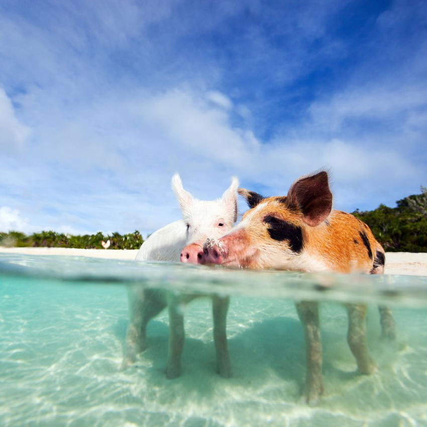 Rebecca__Marr's tweet photo. The swimming piggies in Exuma, Bahamas are waiting for you. Spend the day swimming with these four-legged celebrities and your evenings at beautiful Sandals Emerald Bay!

#travelbetter #swimmingpigs #bahamas #exuma https://t.co/7hPrVTNSa1