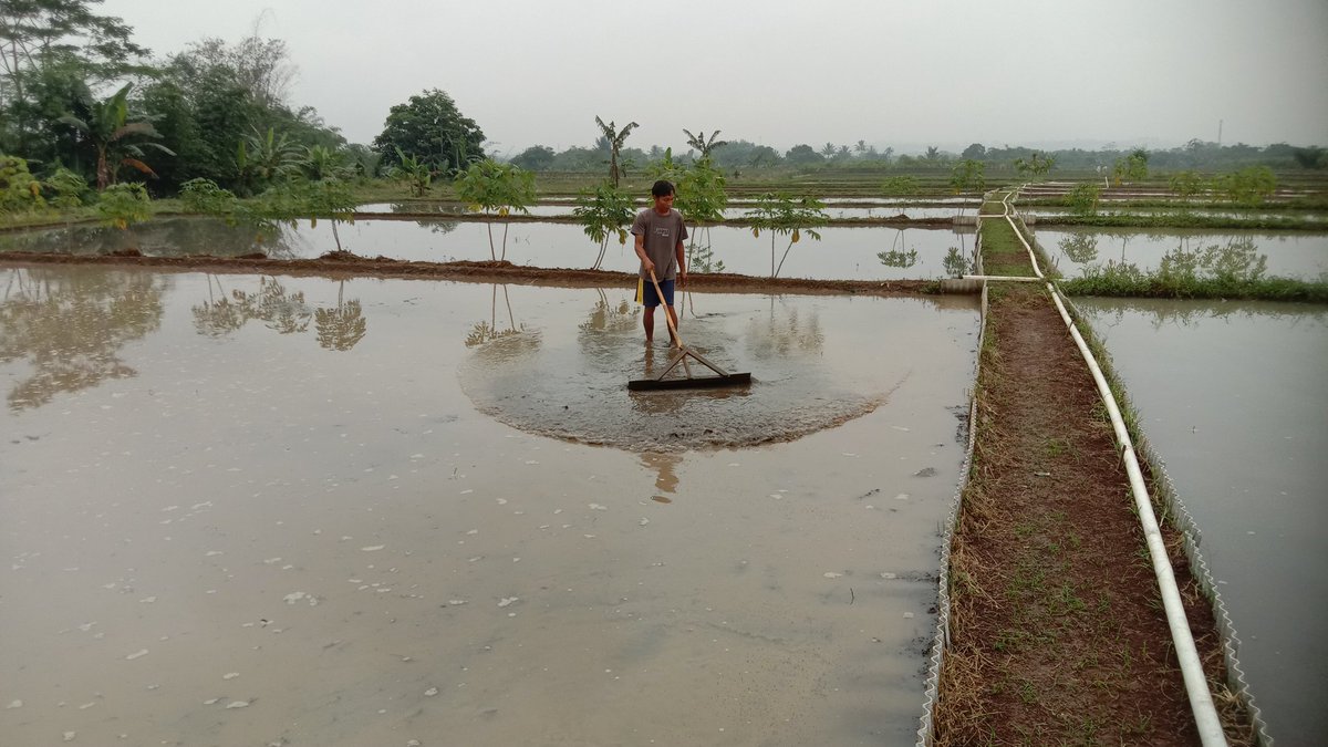 iwakbanyu's tweet photo. masalah mereka bukan di sistem ato cara budidaya...mereka itu bermasalah pada makin minimnya keuntungan budidaya karena harga pakan yang terus melonjak,tugas kita adl bagaiman meningkatkan keuntungan mereka
@bbpbat_sukabumi @djpt_kkp @puslatluhkp @saktitrenggono https://t.co/y32Rj6dKnm