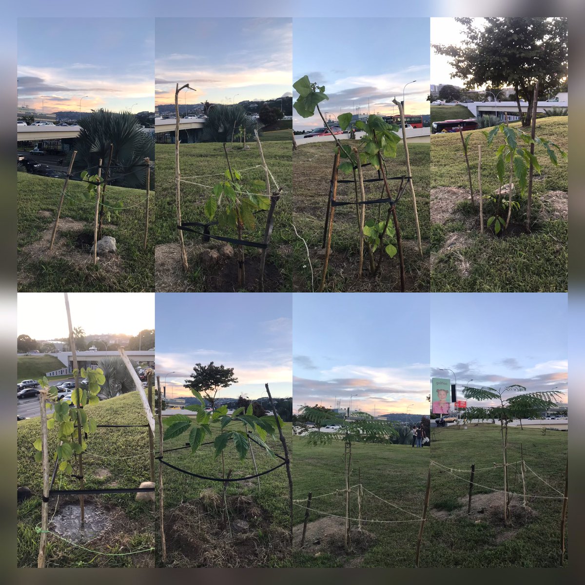 CigarralAccion's tweet photo. Ayer pasamos una tarde muy agradable con el equipo de @PlantadosCCS dándole un poco de amor a los árboles 🌳 plantados el pasado #25nov23 seguiremos pendiente de su crecimiento 💚 #08Dic23 https://t.co/tiDjk18kLW