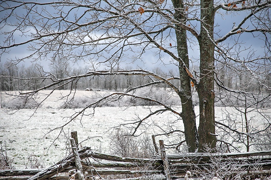 heathercards's tweet image. #ChickPicotheDay
Day 4,395

Twas a dreary day with exception of this pop of blue in the sky, thank goodness because it just made the icing of snow pop.

#CountrysideView #HeatherCardlePhotography