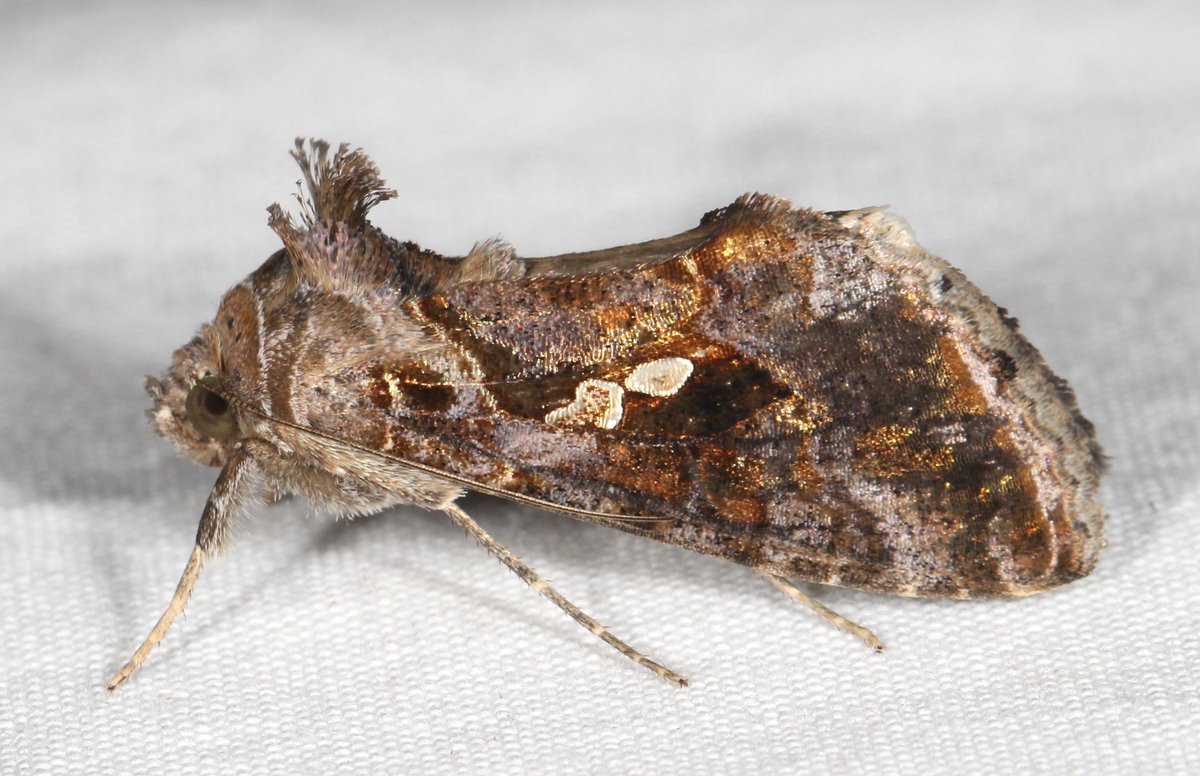 MarylandBiodiversity tweet media