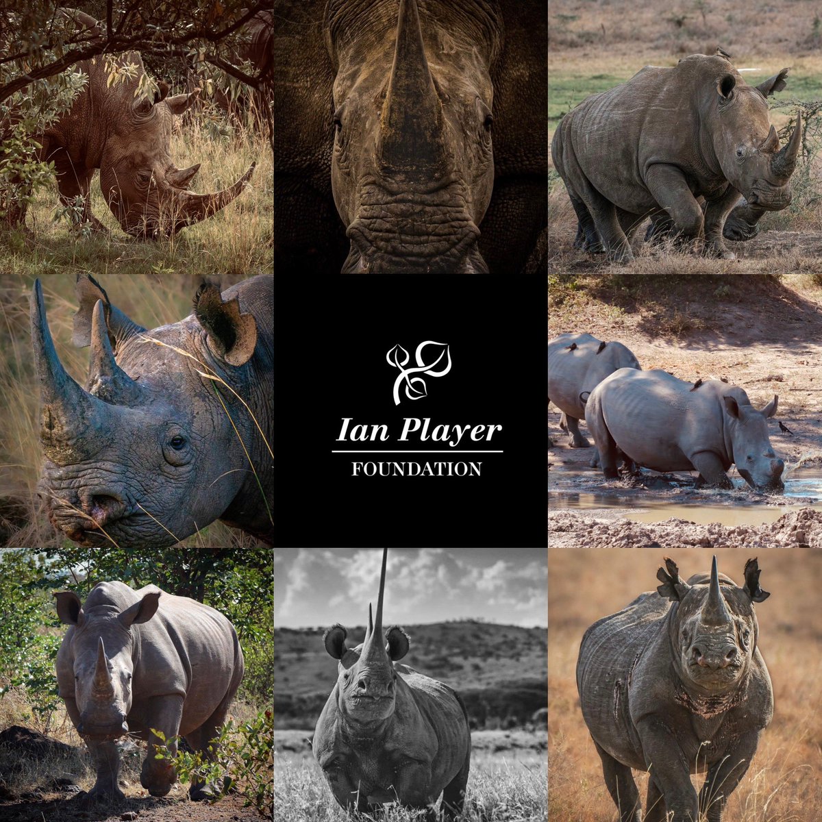 IanCPlayer's tweet image. The World of Ian Player #ianplayerfoundation #wild #wilderness #wildlife #player #water #forrest #ocean