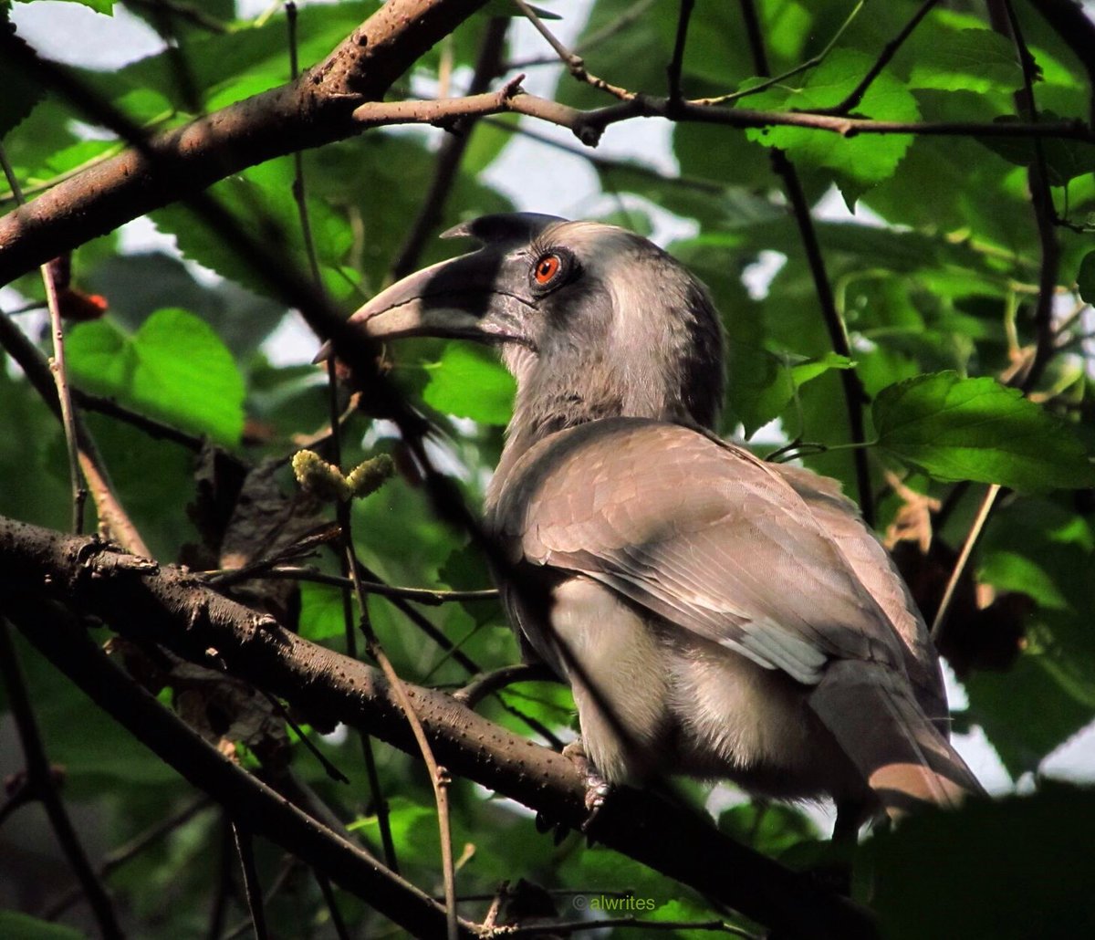 alwrites's tweet photo. The grey hornbill. You can see its eyelashes reflected in its eye 🙂 #birdwatching #windowbirding #backyardbirds
@indian_pitta https://t.co/woFDsc0eVT