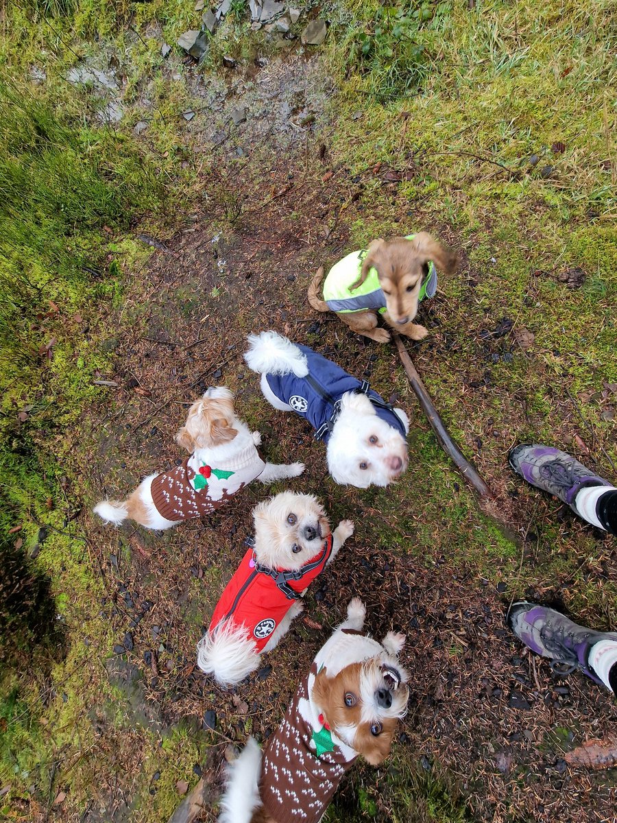 Playing with our pals in our #christmasjumpers! #dogs