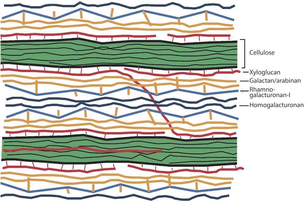 Chapter 11 by Peter Ulvskov and Peter M. Ray: 

Conceptual models of the plant cell wall

<a href="/UCPH_Research/">University of Copenhagen Research</a>
<a href="/koebenhavns_uni/">Københavns Uni</a>
<a href="/Stanford/">Stanford University</a>
<a href="/StanfordLibs/">Stanford University Libraries</a>