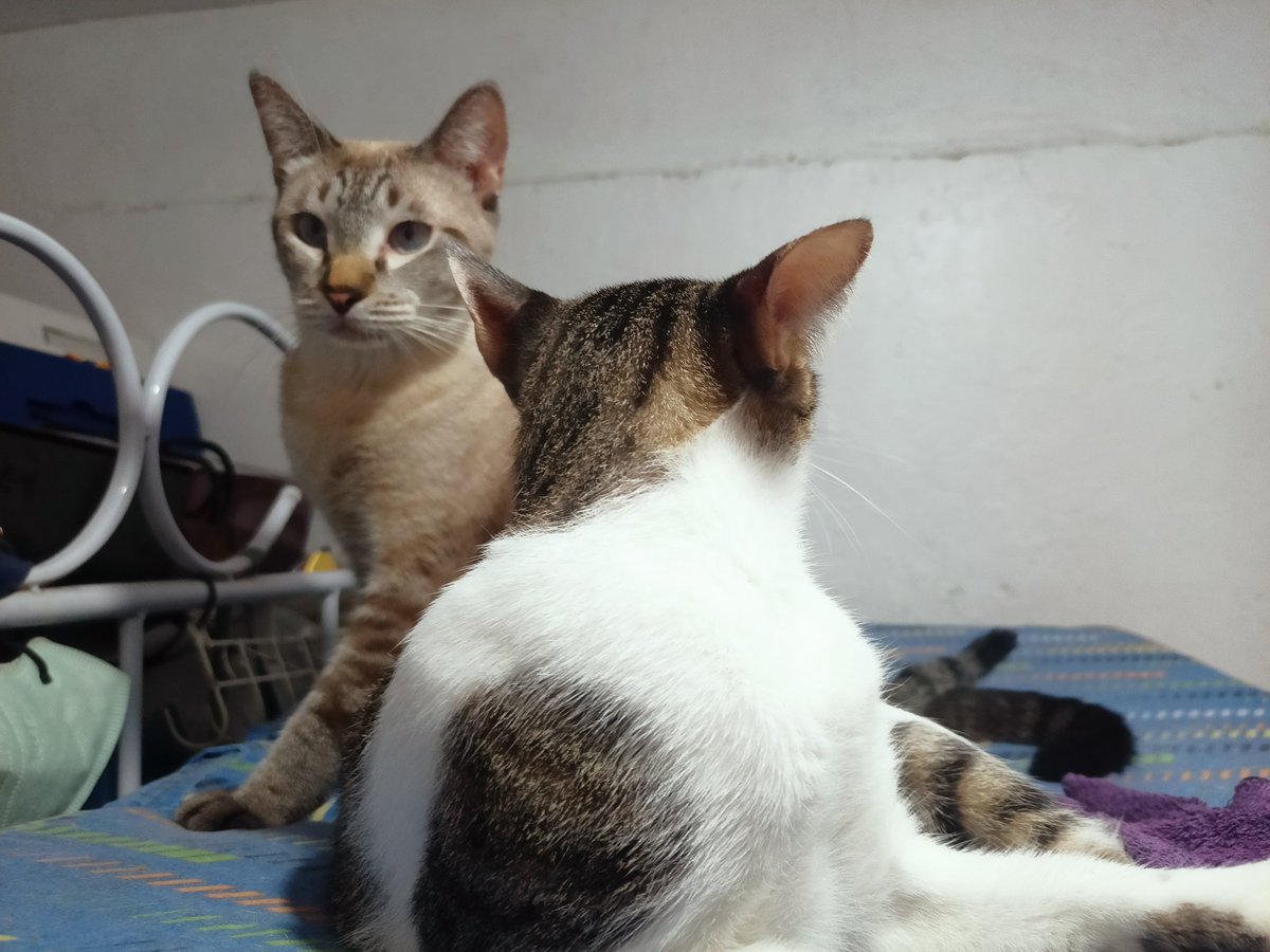 RheaInchoco2's tweet photo. I love you both, my babies 🤗😘💓🐈 https://t.co/KN54W94N2S