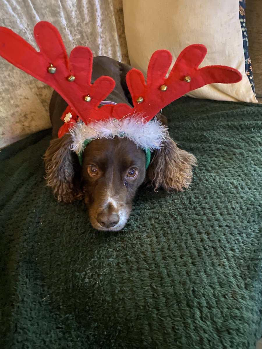 nickycrowther77's tweet photo. It’s beginning to look at lot like Christmas…. The office assistants are feeling particularly festive #dogsoftwitter #spanielsoftwitter https://t.co/k84h0ihz3w
