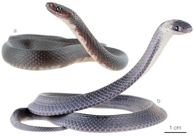 🐍NEW SNAKE DISCOVERY!
Meet: Ninia guytudori • A #NewSpecies of Ninia #snake (Serpentes: Colubridae) from the #cloudforest of western Ecuador 2023
#Botanicsmanlink: evolsyst.pensoft.net/article/112476/