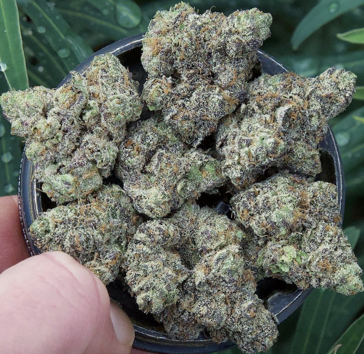 UprootCannabis's tweet photo. Sherb Cake 🍁💩

Pretty nugs https://t.co/YnkZnm8aHI