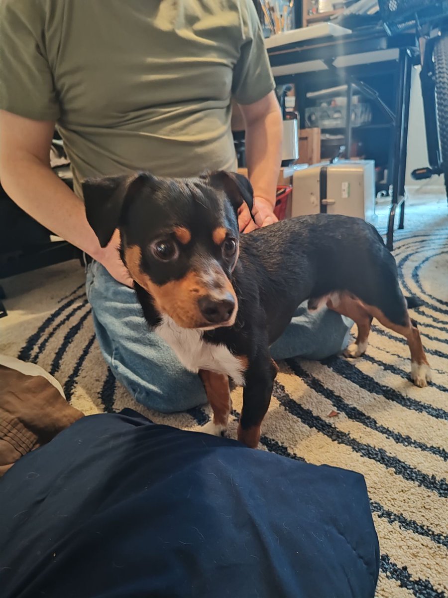 MadDashiell's tweet photo. Well I rescued this sad abandoned puppy that's about to turn 2. I knew who owned it an they said they are moving an can't take him, will I? If you can help me find a home in the Austin Texas area.  His names Max. #AustinTx #rescuedog #needshome #needinghome https://t.co/ZQ9cIO4f8p