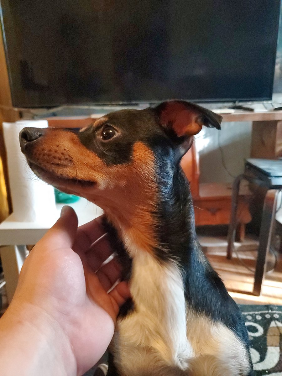 MadDashiell's tweet photo. Well I rescued this sad abandoned puppy that's about to turn 2. I knew who owned it an they said they are moving an can't take him, will I? If you can help me find a home in the Austin Texas area.  His names Max. #AustinTx #rescuedog #needshome #needinghome https://t.co/ZQ9cIO4f8p