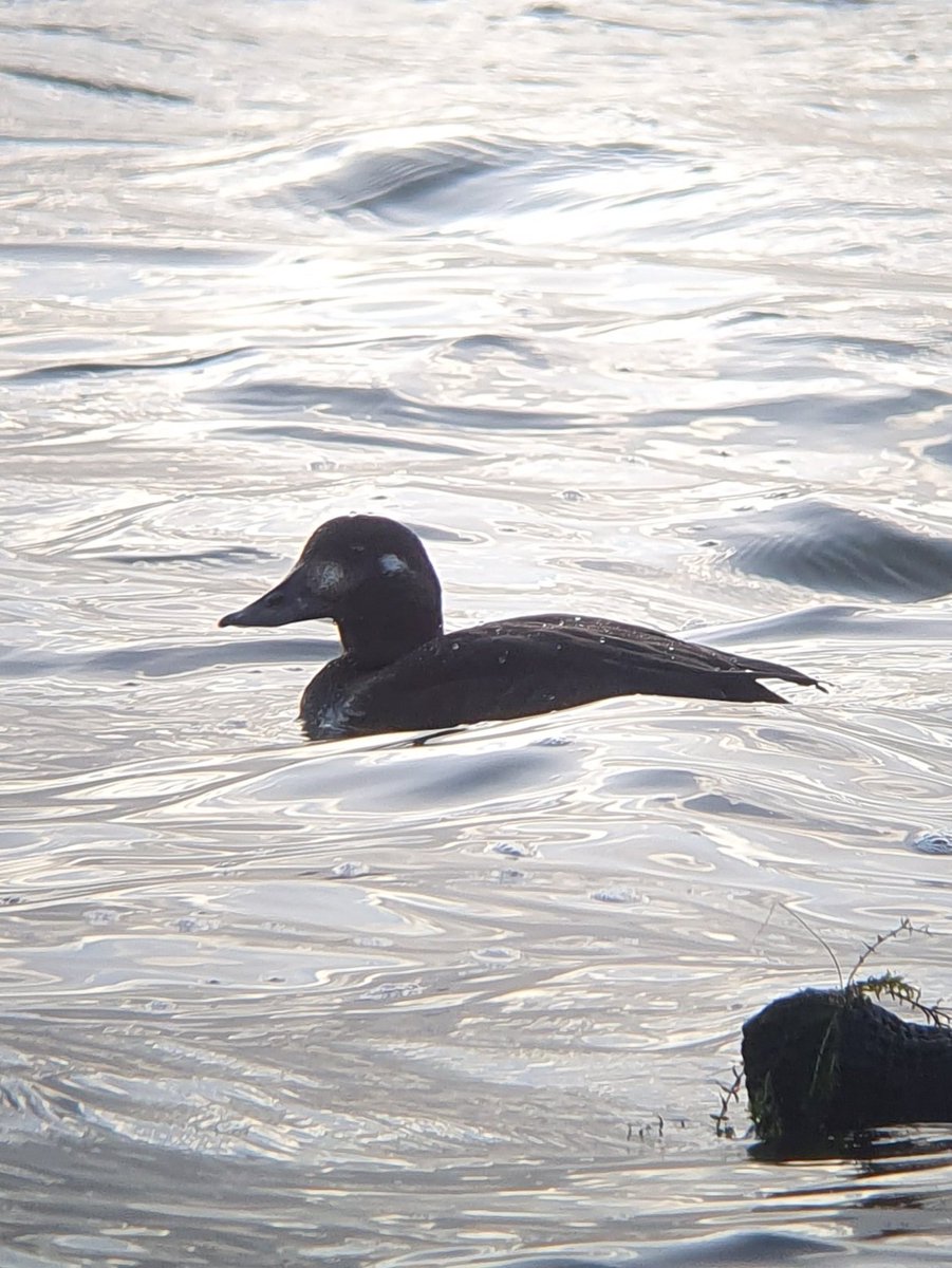 Quick dash over to Swithland Res this afternoon, good views of the Velvet Scoter from Kinchley Lane, great catch up with friends too, well done to whoever found it 👍 @LandRbirds