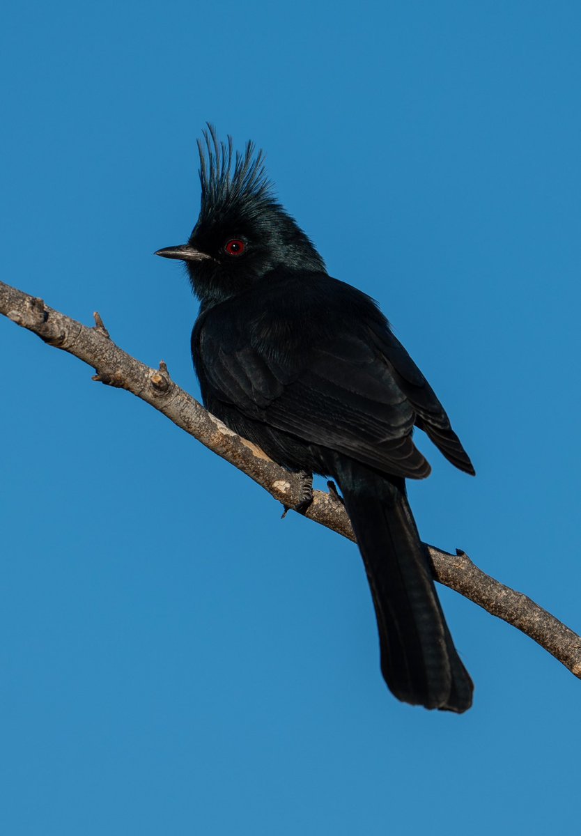 Goth Bird- Phainopepla 🖤