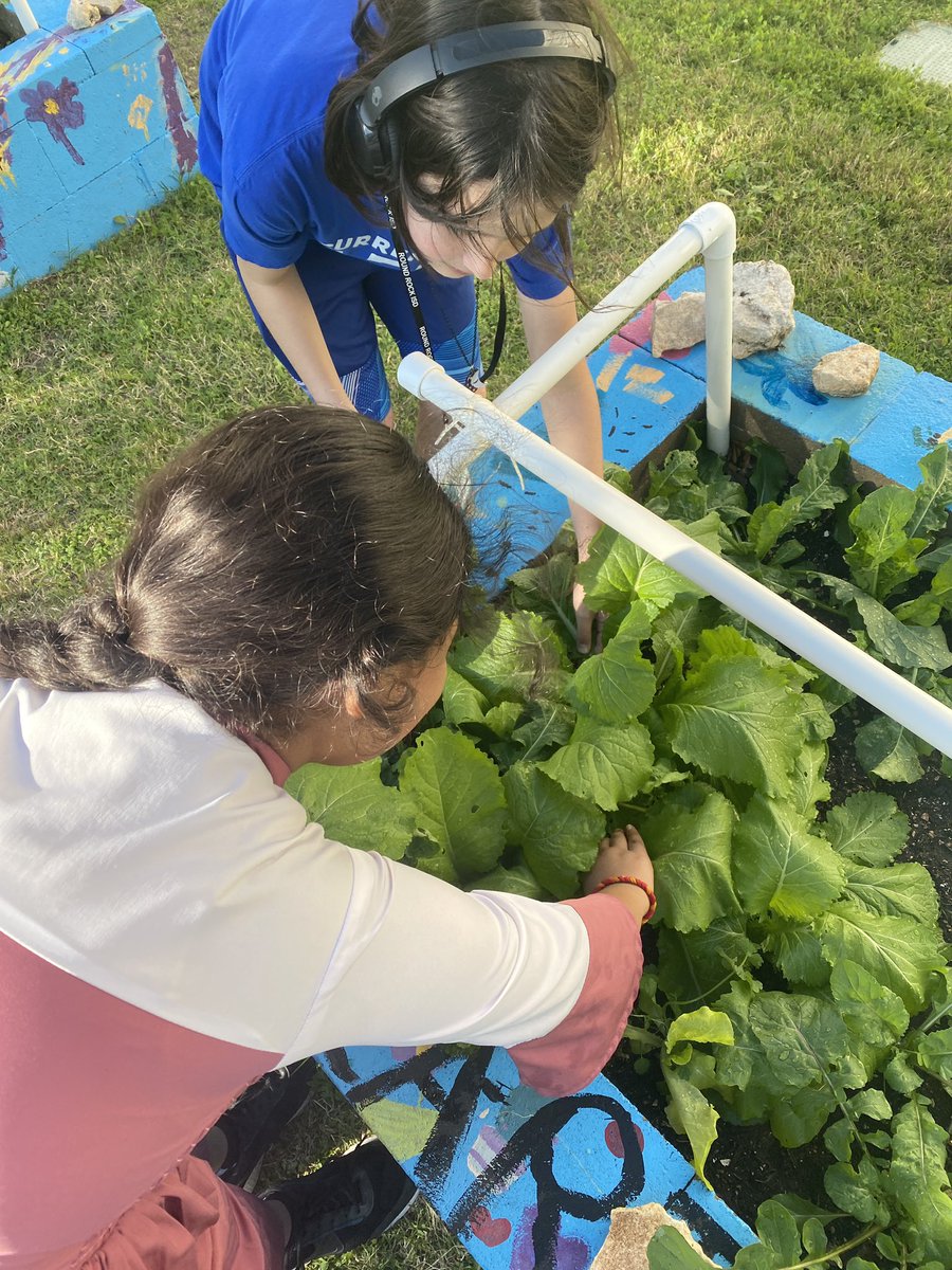 Mrs_DLG's tweet photo. DDMP taking a #screenfreeday to pick some radishes, lettuce and onions. @PearsonRanchMS https://t.co/fezgv9C2IY