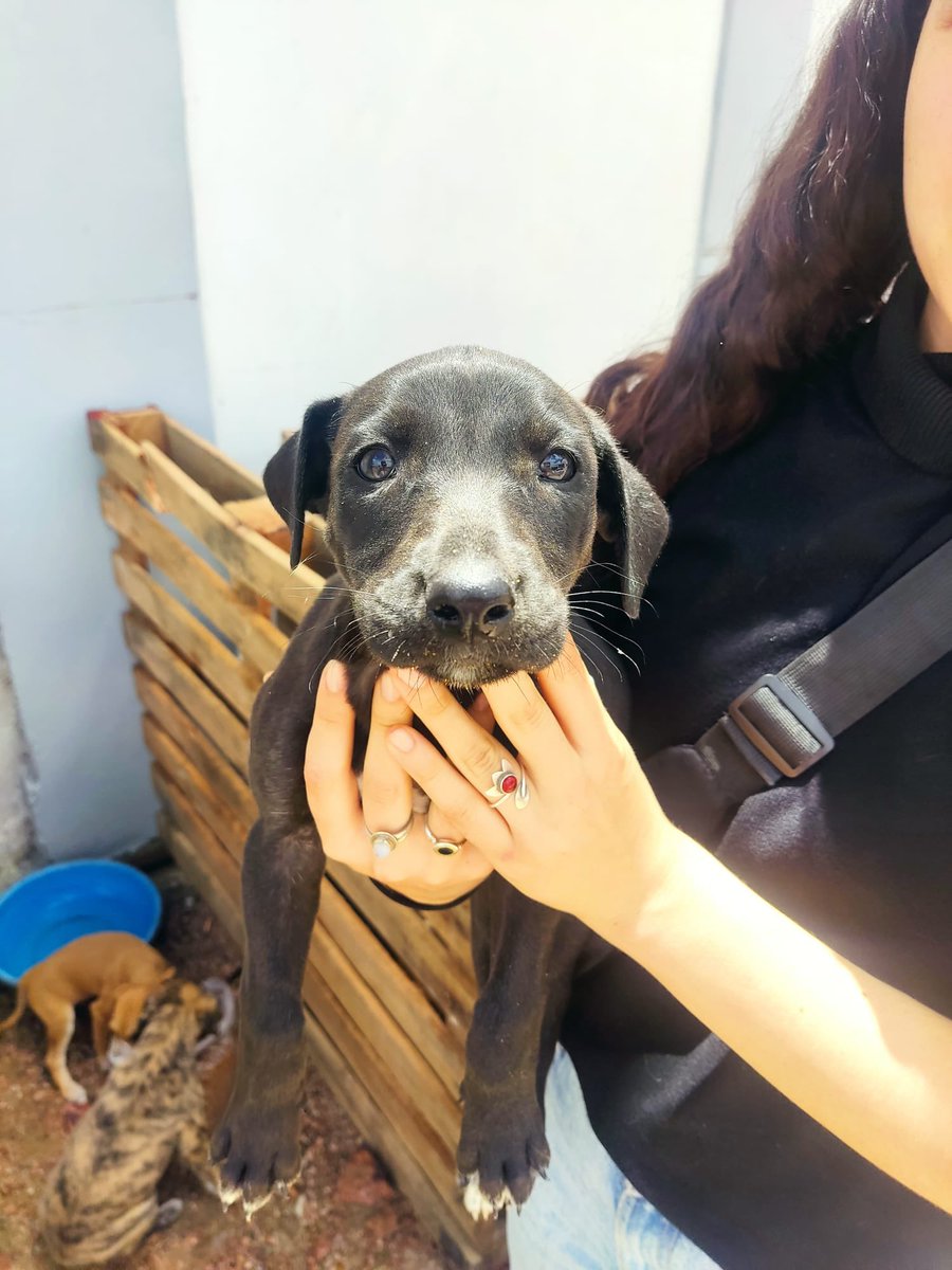notmauge's tweet photo. Una amiga encontró estos tres cachorritos en la ruta, necesitan hogar o transitorio urgente! cualquier cosa comunicarse al 098834614 https://t.co/QPZrUU21Ju