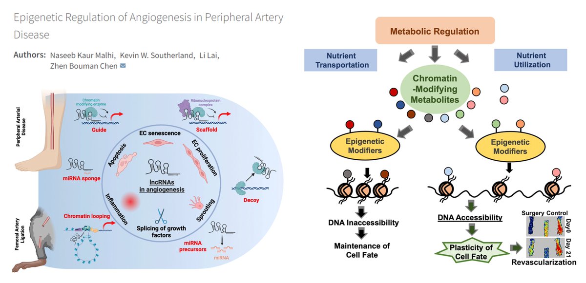 Epigenetic Regulation of #Angiogenesis in #PeripheralArteryDisease

A nice review on #LongNonCodingRNA in #EndothelialCell #MuralCell
👤🐭#LimbIschemia

MALAT1
MEG3
SNHG12
ANRIL
LEENE
SENCR
HIF1A-AS1/2...

@NMalhi92 @ZhenBoumanChen #DeBakeyCVJournal 2023
journal.houstonmethodist.org/articles/10.14…