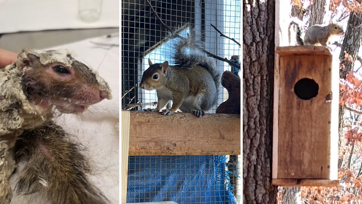 Remember the eastern grey squirrel that came to us ENCASED in spray foam? After a lengthy recovery process, he's back in the wild. His squirrel box "starter home" is cached with foodstuffs to tide him over until he finds a cozy drey (nest) or tree cavity to settle into.