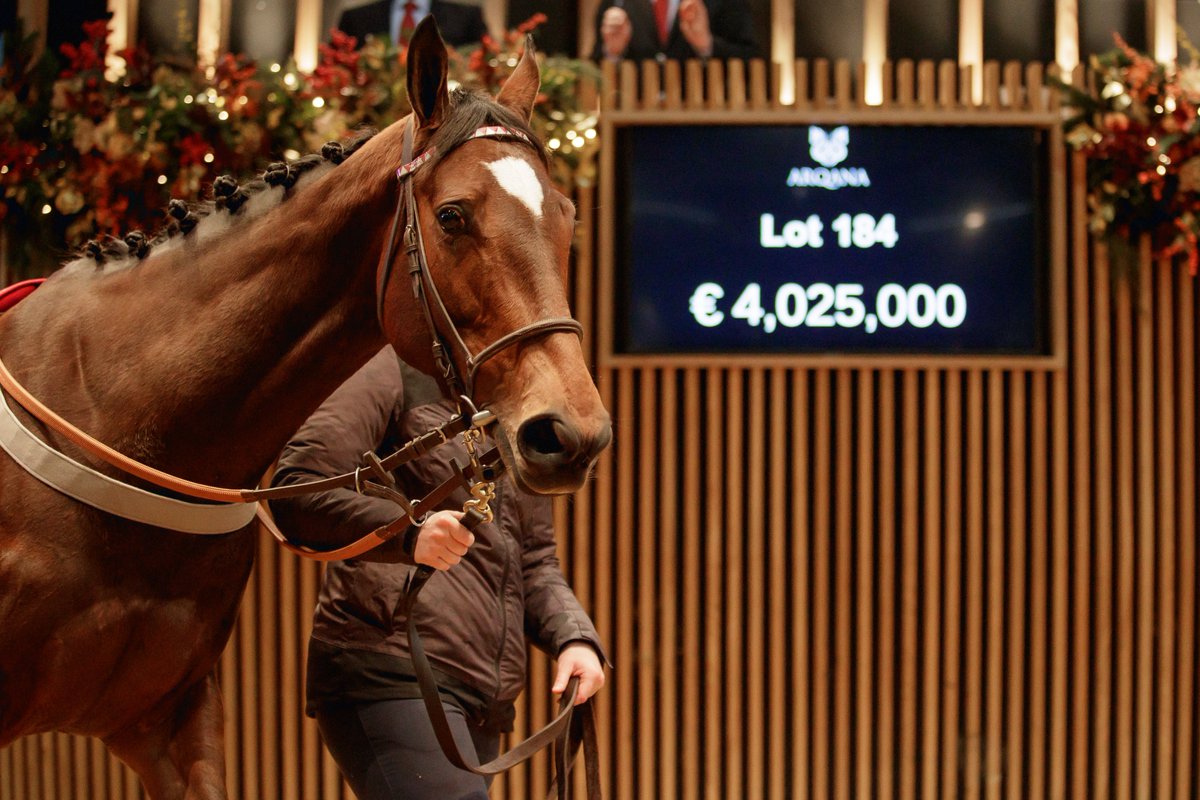 InfoArqana tweet picture