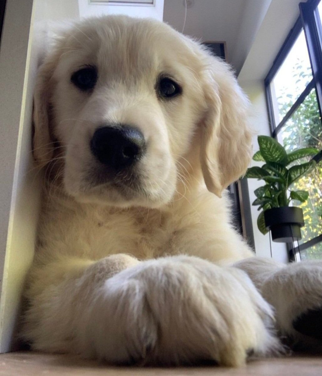 LoverCuteDogs's tweet image. 