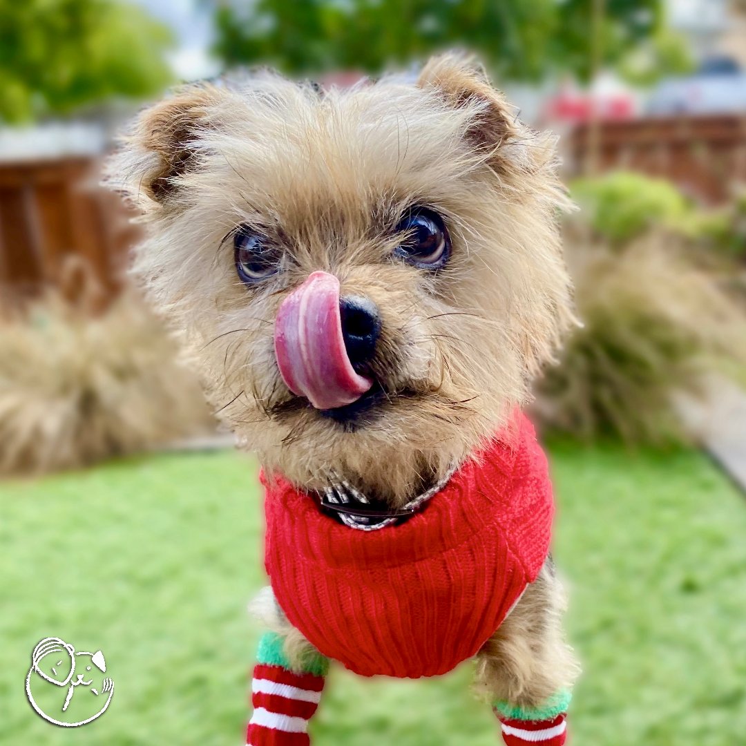 ADOPT: Binx 🎄 Yorkshire Terrier mix | male | approx. 10 y/o
peaceofminddogrescue.org/dog.php?id=3688
Binx is a super sweet little nugget who loves all people and dogs! He's a very outgoing and confident pup who'll greet anyone with a big smile and excited sniffs. #happyholidays