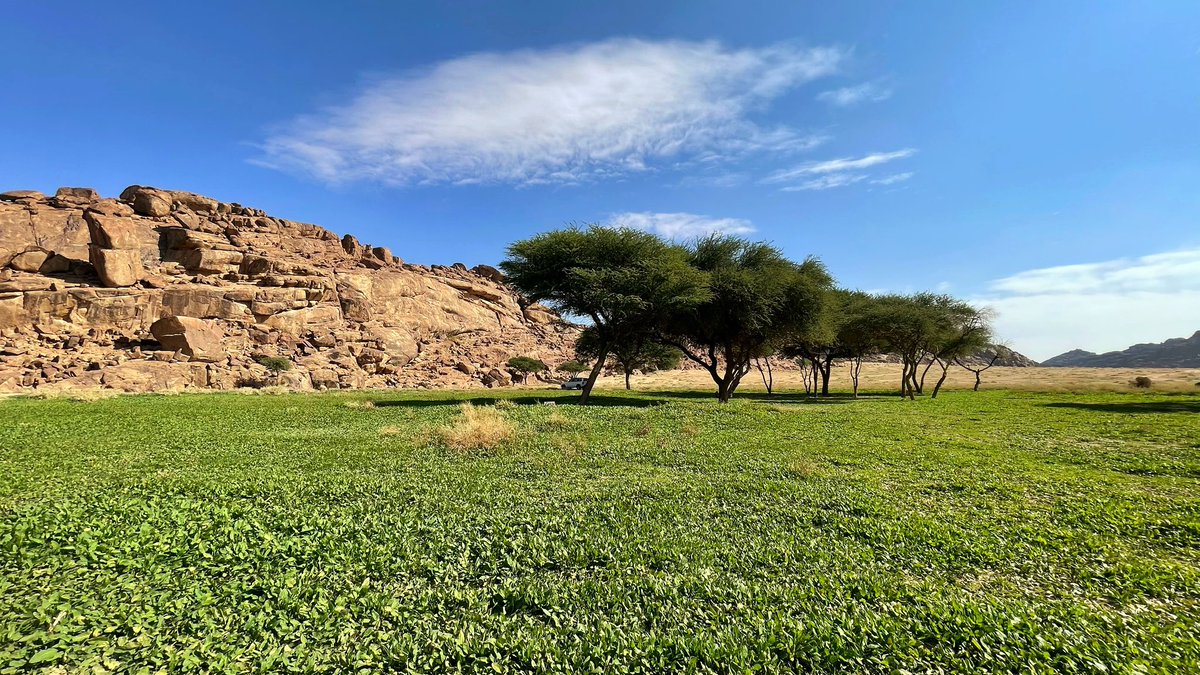 j99_aa's tweet photo. الحمدلله 🌱 ..

المناطق التي جنوب منطقة #حايل تتصدر بالربيع وهذه احد المواقع المميزة حيث تتميز بكثافة الربيع والمكان الواسع والتضاريس المتعددة جبال و نفود وشجرة السيال الجميلة . فسبحان الخالق الذي ابدع صنعه ☘️..

📍جنوب منطقة حائل وتحديدًا بدايع قني

📸 ٢٥ / ٥ / ١٤٤٥
     السبت https://t.co/8raPvM3dh6