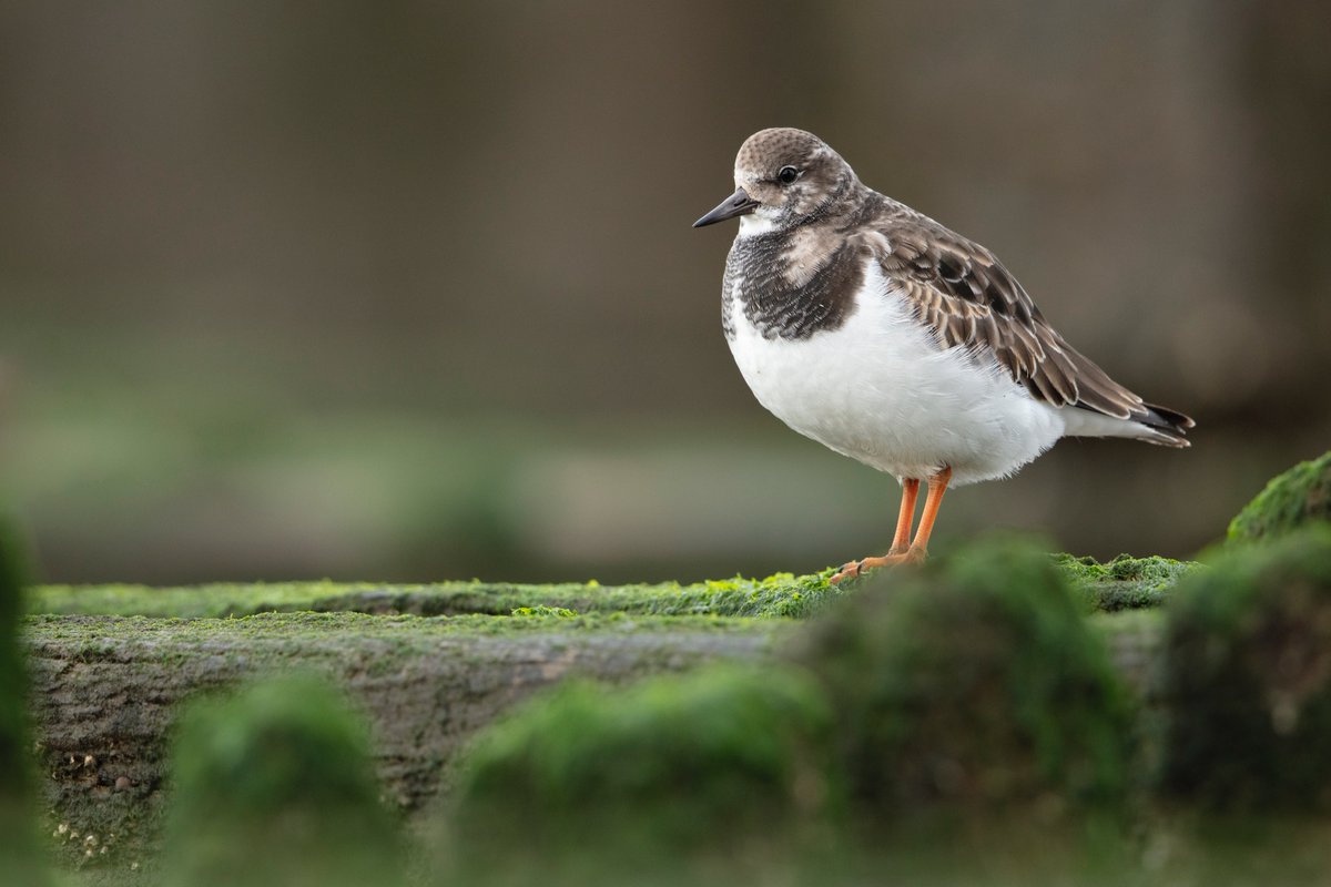 Daniel Trim tweet media