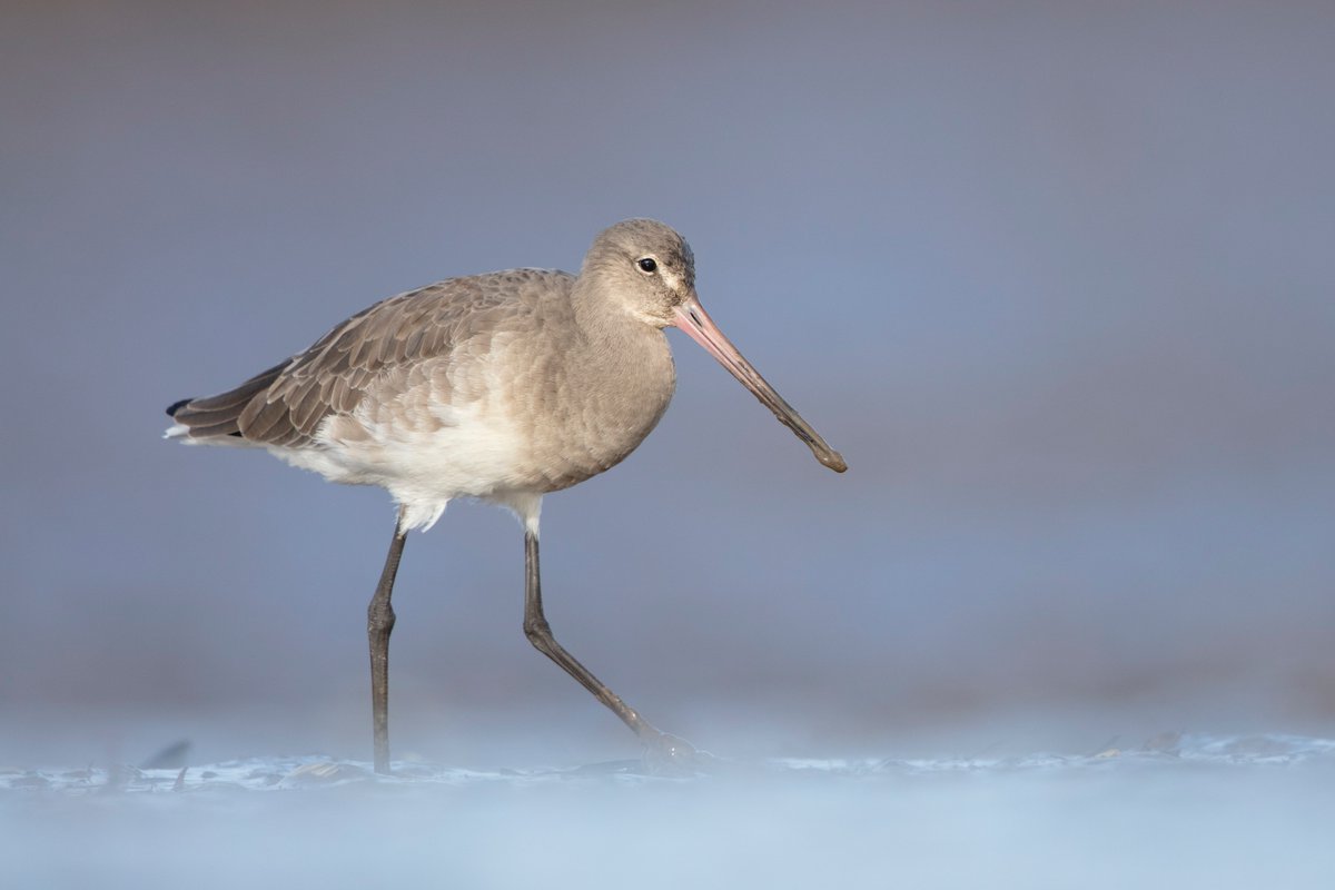 Daniel Trim tweet media