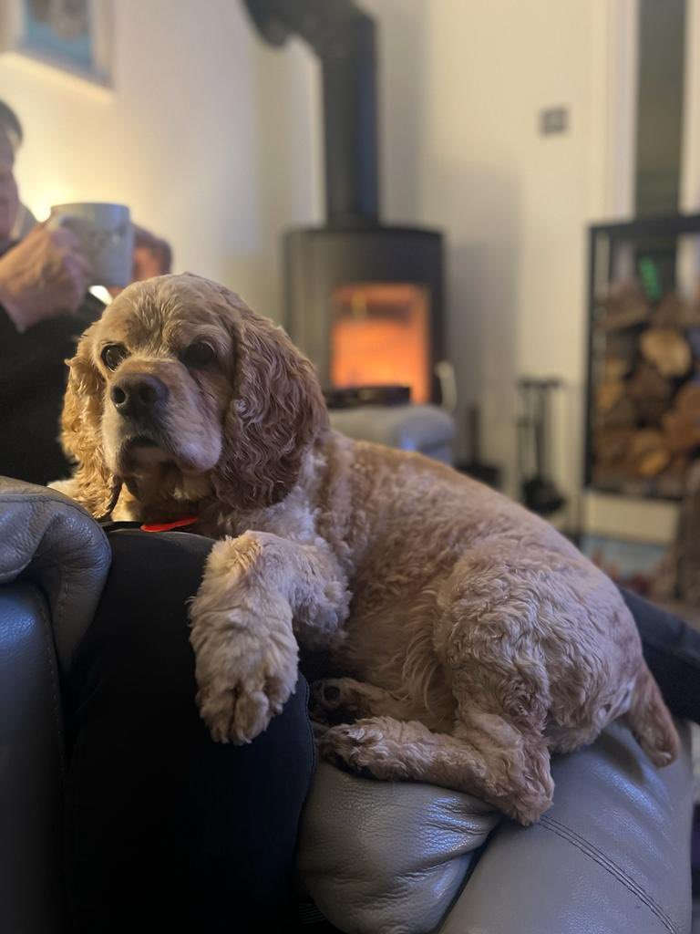 SpanielsSuper's tweet photo. Saturday evening snuggles on mum’s knee beside the fire
#WhatMoreCouldIAskFor
#SoContent https://t.co/FdMsuZsCrB