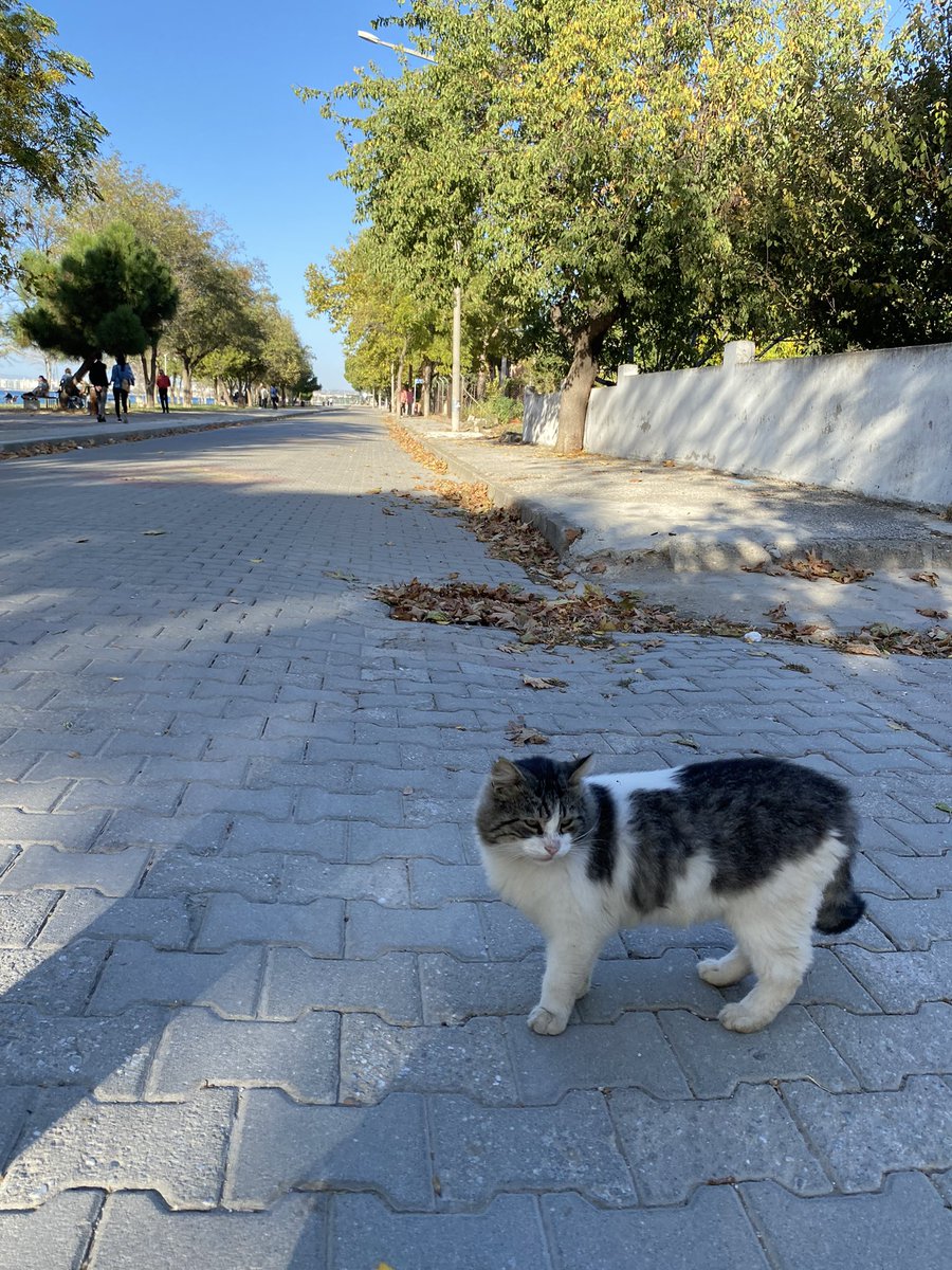 Kediler ve şarkılar