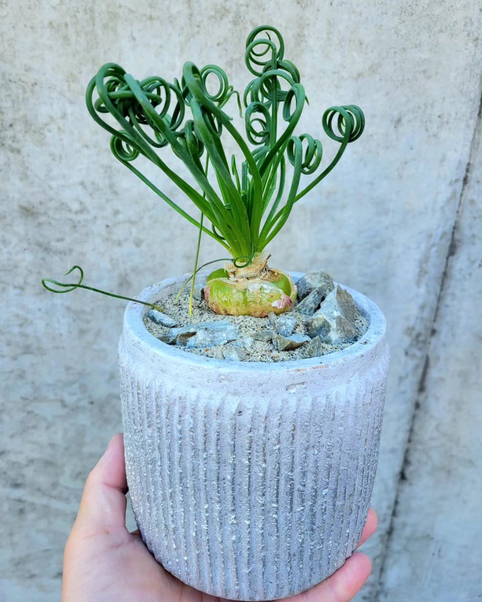 drybizarre's tweet photo. Albuca spiralis

クルクル前回のスピラリス

コンコルディアナとは違う螺旋の向きで見比べて楽しめます(^-^)

ハビタット仕立てにしましたがやはり球根は埋めるべきだった＿|￣|○

#アルブカ
#Albuca
#球根 https://t.co/gnG8wAThgu