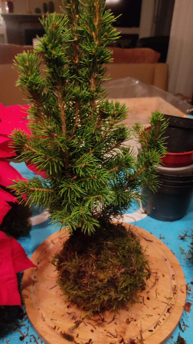 Mquitox's tweet photo. Buenas. Tengo una amiga que vende #kokedama y por desgracia no sabe cómo darse a conocer. Me dais un retuit, por favor? https://t.co/klc3hEjRjF
