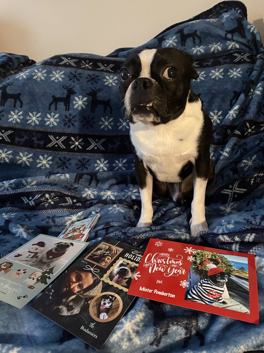 More #ChristmasCards from my frens!Theys really does bees too kind,me is so lucky to knows them and receive their luv!Me is sending kisses back to @MisterPemberto1,@TNflattop,@Zandermanderth1,& @PetuniaMaePug for their heartfelt wishes!😘 

#dogsoftwitter #dogsofx #bostonterrier